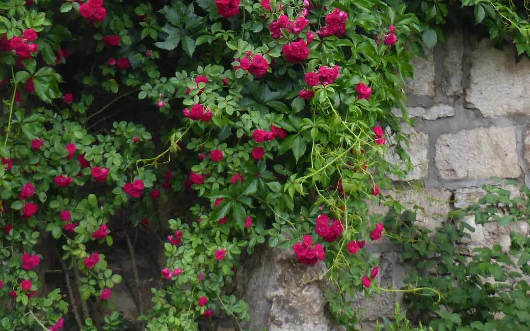Blühende Rosen im Garten des Palais Schardt