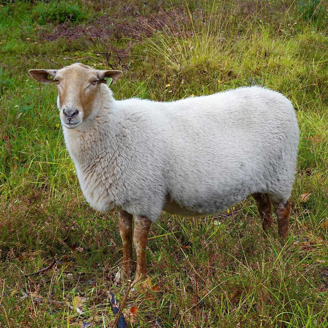 Interspezies-Performance: Begegnung mit einem Schaf